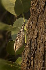 ����ľȸ��