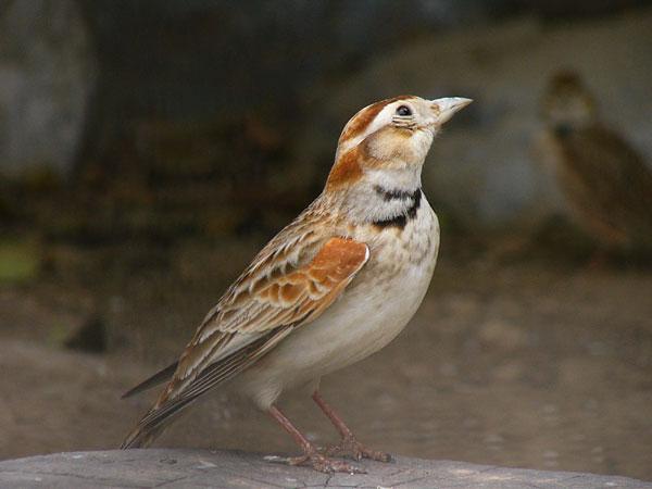 百灵科 百灵科的图片