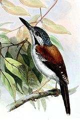 ������ݺ��