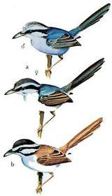 ����ϸβ��ݺ��