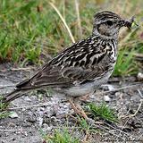 �ְ�����