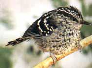 蚁鸟科 蚁鸟科的图片