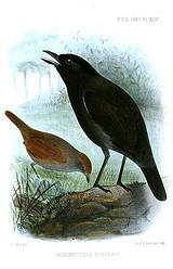 ��ͷ������