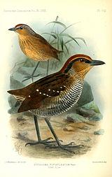 �ʳ������