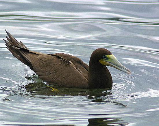 �������ͼƬ