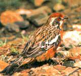 �ײ���Ƶ�ͼƬ