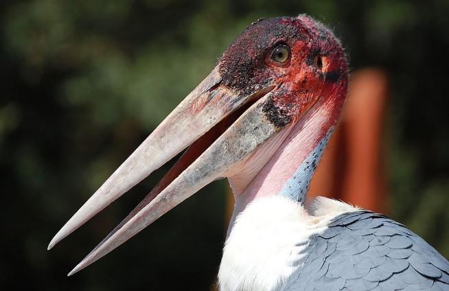 秃鹳 秃鹳的图片