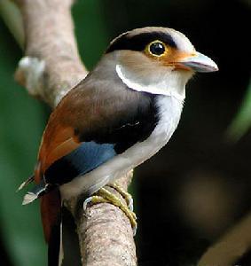 ����˿����