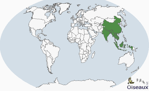 ����˿����