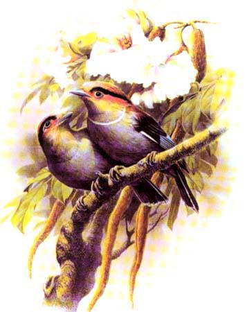 ����˿����