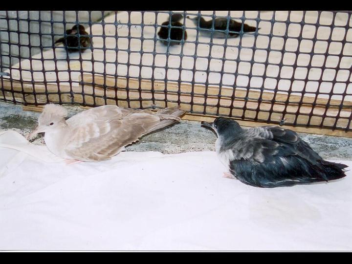 ���ֲ�ͬ��ɫ��ҷβ��