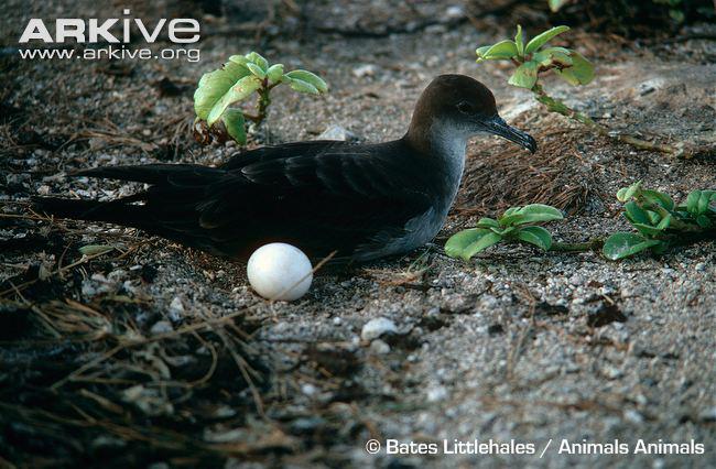 ҷβ�׵�����