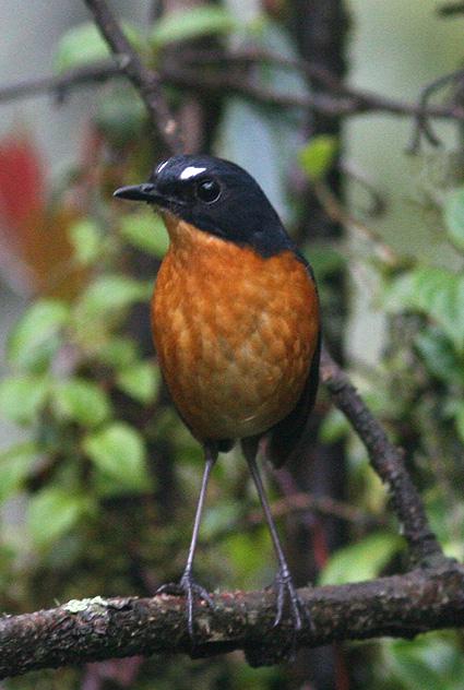 �⸹�̳���ͼƬ