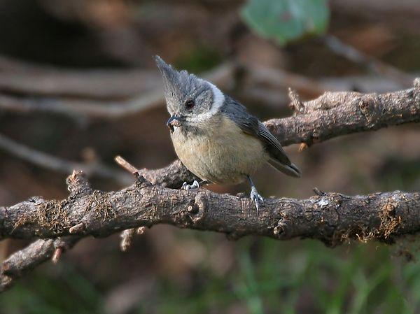 �ֹ�ɽȸ��ͼƬ