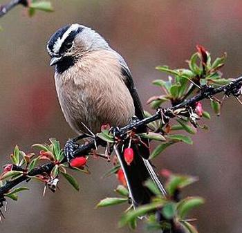 白眉山雀 白眉山雀的图片