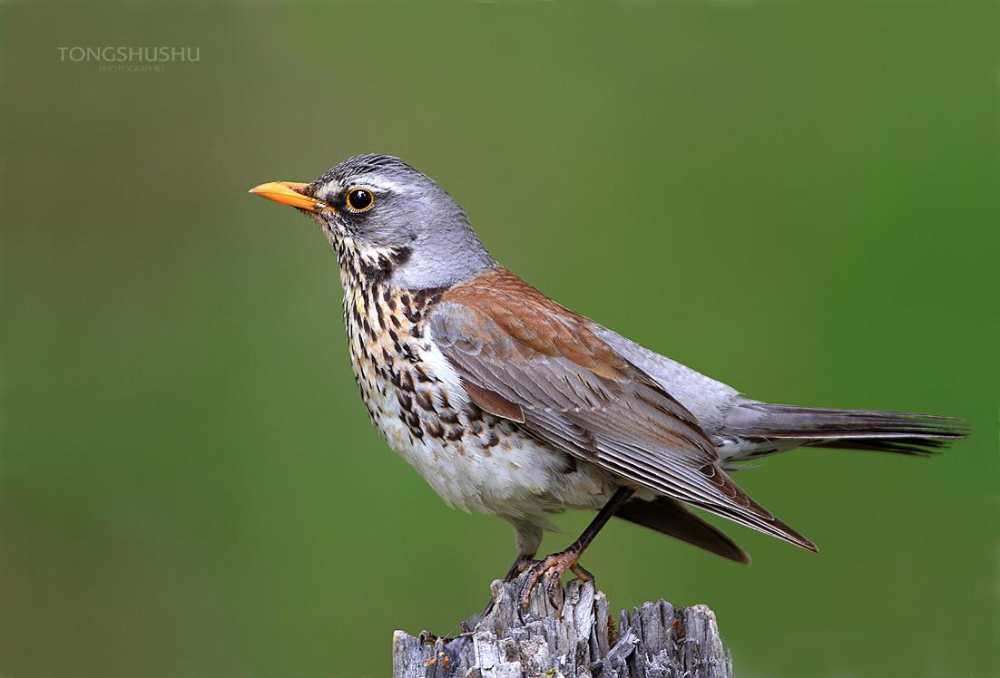 田鸫 田鸫的图片