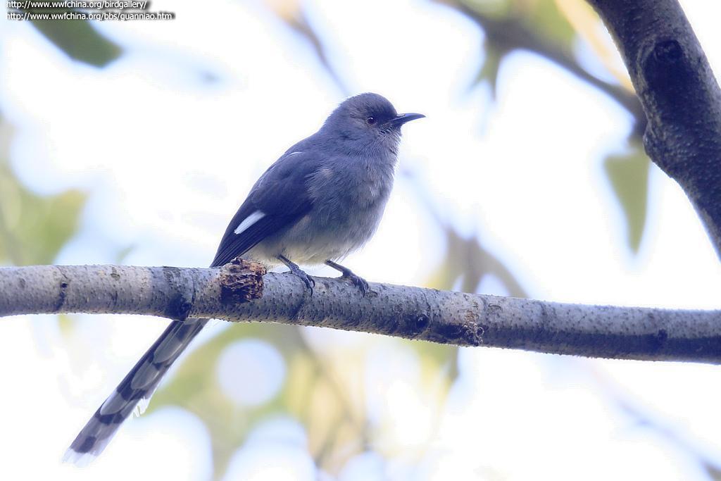 长尾奇鹛 长尾奇鹛的图片