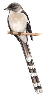 ��β����