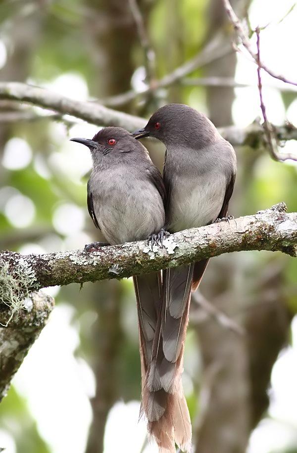 ��β����