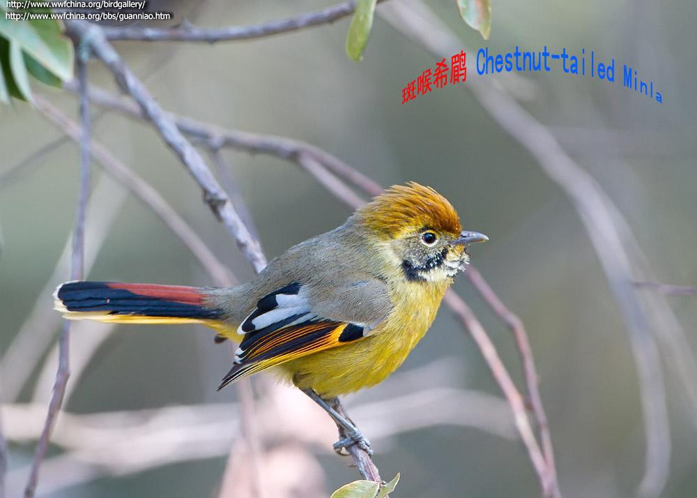 斑喉希鹛 斑喉希鹛的图片