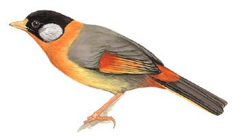 ������˼��