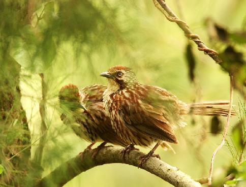 棕草鹛 棕草鹛的图片