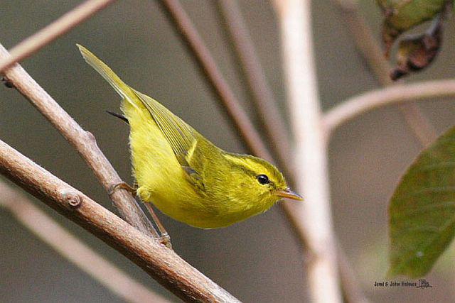 海南柳莺 海南柳莺的图片