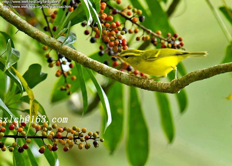 ������ݺ