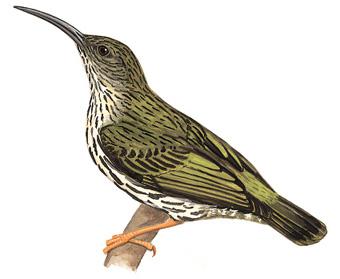 �Ʊ�������