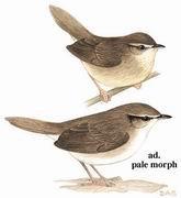 中华短翅莺 中华短翅莺的图片