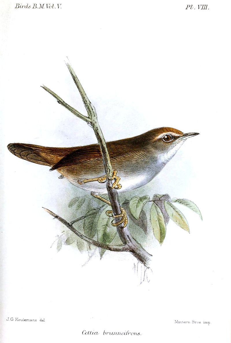 �ض���ݺ��ͼƬ