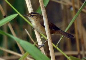 ϸ��έݺ��ͼƬ