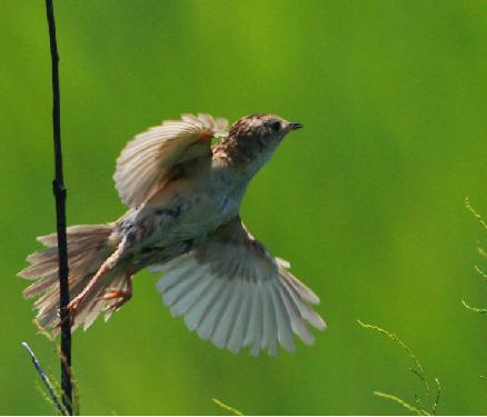 °ß±³´óβݺ °ß±³´óβݺµÄͼƬ