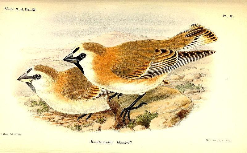 �ر�ѩȸ��ͼƬ