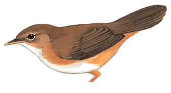 �غֶ̳�ݺ��ͼƬ