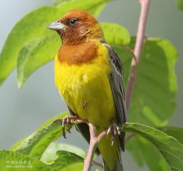 ��ͷ�c��ͼƬ