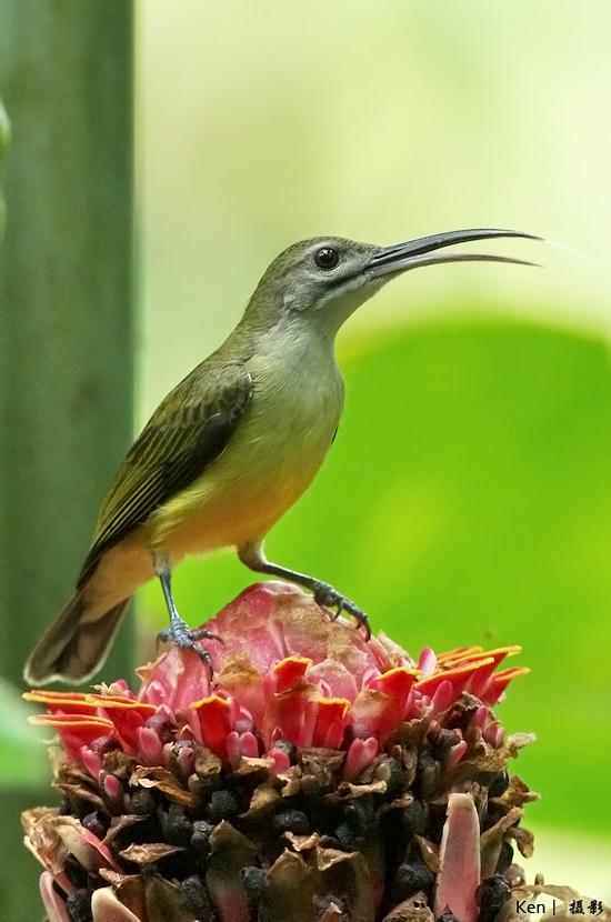 ���첶����