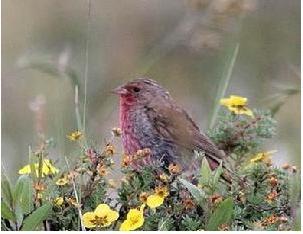 朱鹀 朱鹀的图片