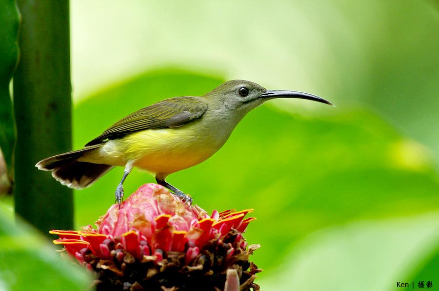 ���첶����