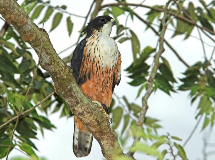 �ظ������ͼƬ