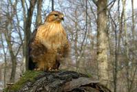 棕尾鵟 棕尾鵟的图片