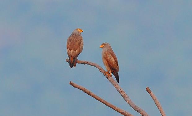 �س��\ӥ��ͼƬ