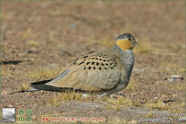 ����ë��ɳ��