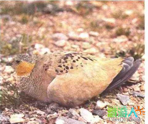 ����ë��ɳ��