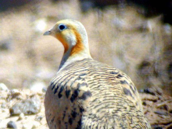 ����ë��ɳ��