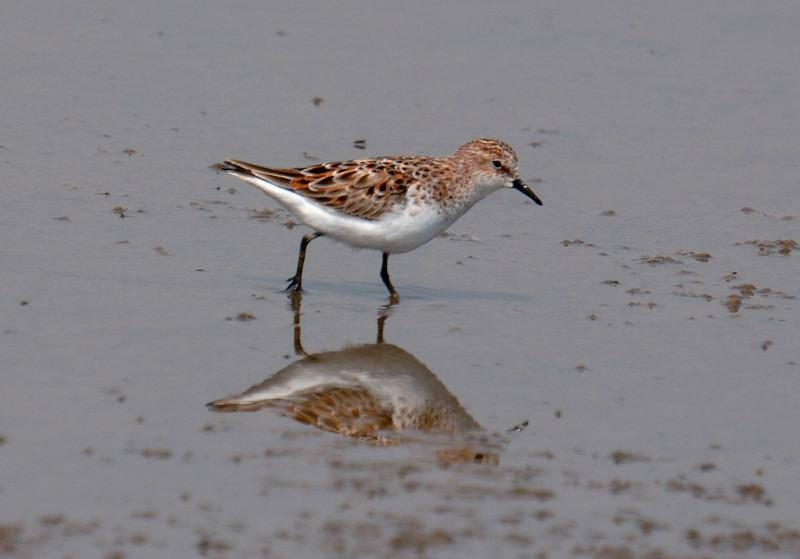 С���ֳ���