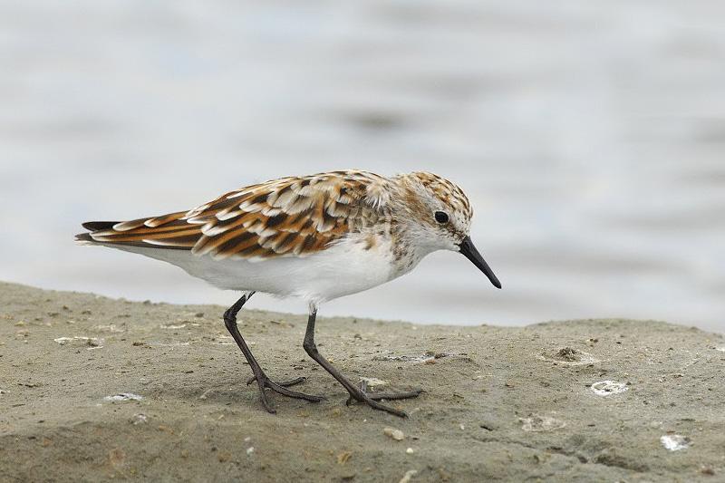 С���ֳ���