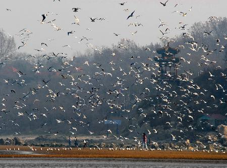 С���ֱ�������Ⱥ