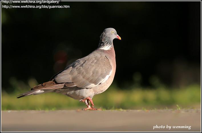 ��β�ָ��ͼƬ