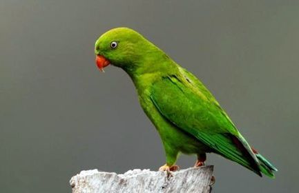 ��β����